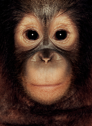 Illustration for article titled Primate portraits invite you to see apes as individuals